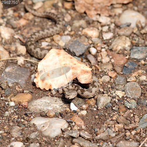 Image of small viper under a leaf