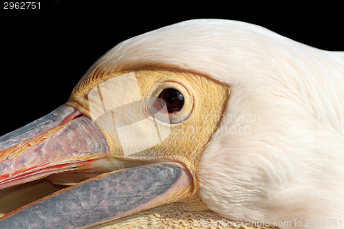 Image of portrait of a great pelican over dark background