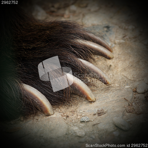 Image of brown bear jaws