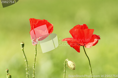Image of two poppy flowers