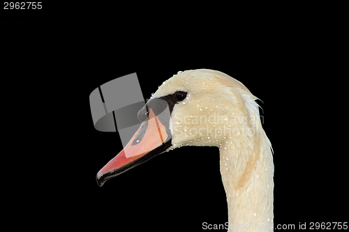 Image of isolated mute swan portrait