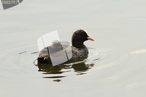 Image of common coot on water surface