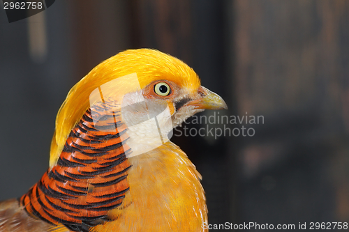 Image of closeup of a male golden pheasant