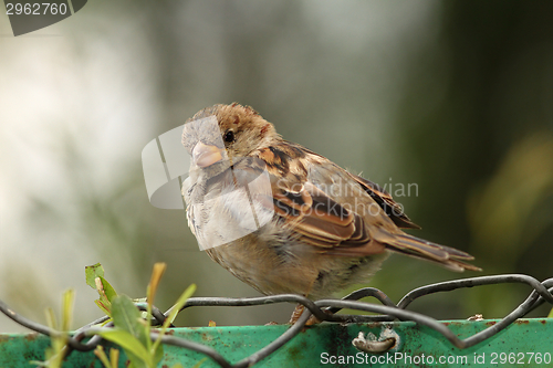 Image of house sparrow on wire fence