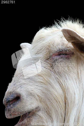 Image of white ram portrait on dark background