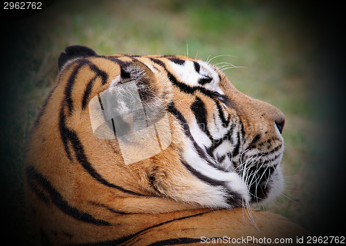 Image of beautiful tiger portrait 