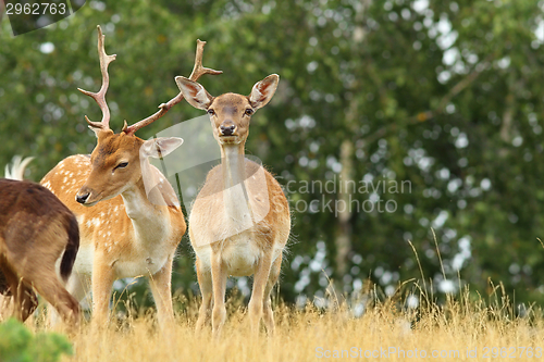 Image of male and female fallow deers