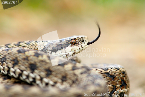 Image of meadow viper portrait