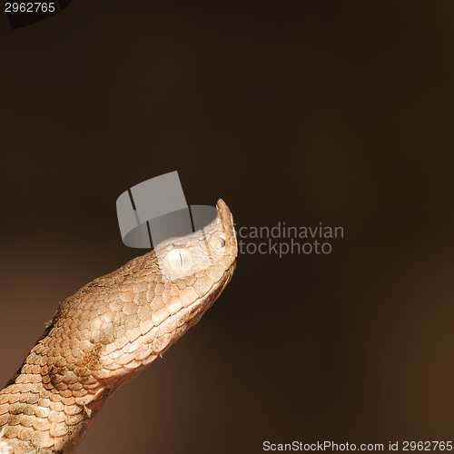 Image of close up on vipera ammodytes head