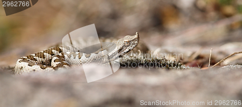 Image of immature vipera ammodytes