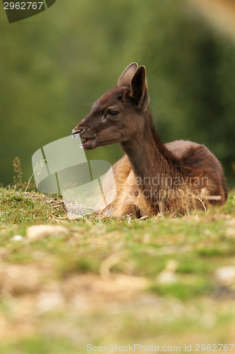 Image of dark fallow deer calf