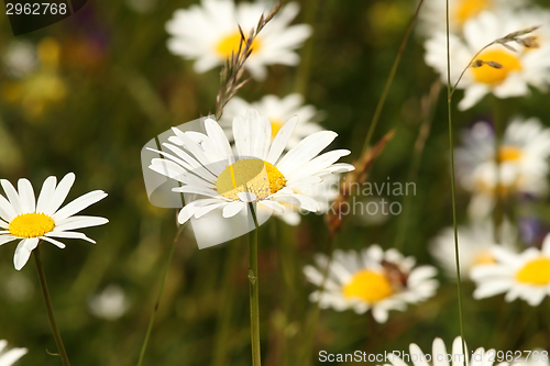 Image of wild daisies on meadow