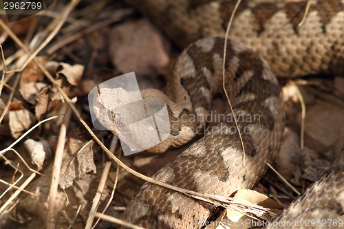 Image of large head of vipera ammodytes