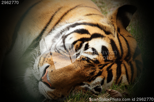 Image of beautiful tiger head