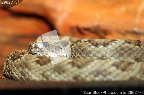 Image of crotalus viridis closeup