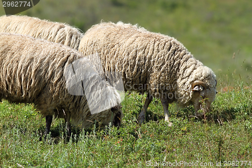 Image of white sheep grazing