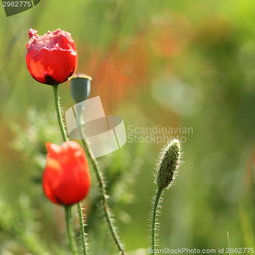 Image of wild red poppy bud