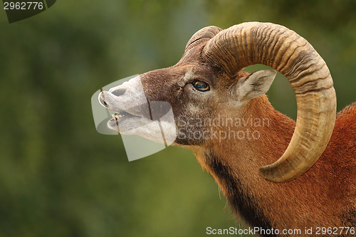 Image of mouflon mating ritual