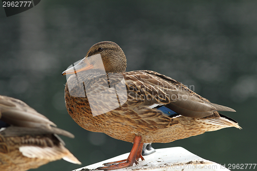 Image of female mallard resting