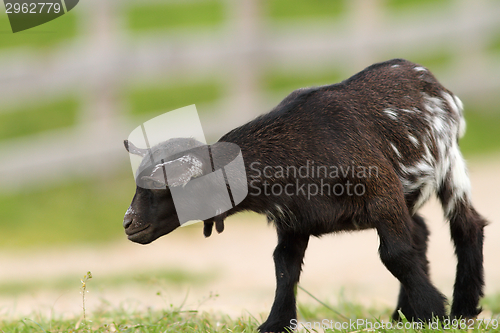 Image of black young goat on farm alley