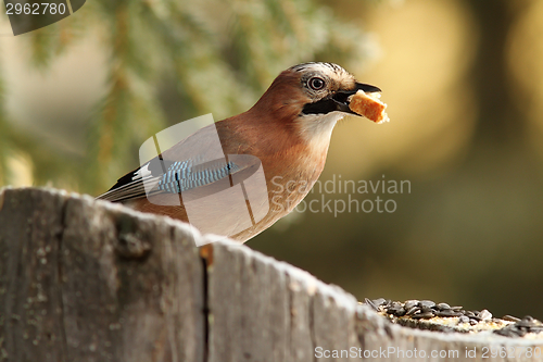 Image of common jay eating a piece of bread
