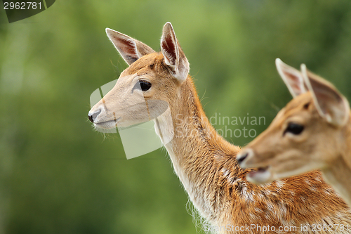 Image of fallow deer calf over green background