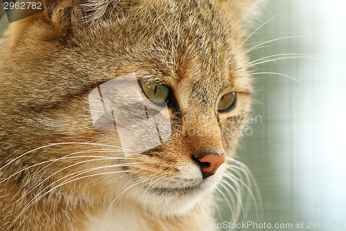 Image of portrait of european wildcat