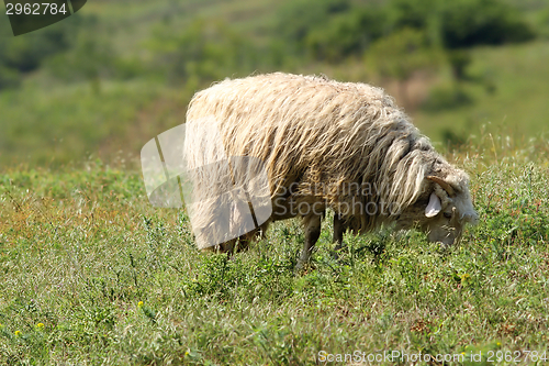 Image of white sheep on meadow