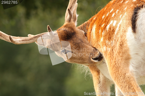 Image of deer stag searching for ticks