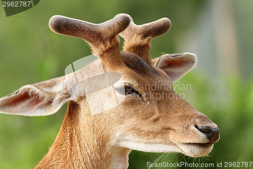 Image of deer with growing antlers