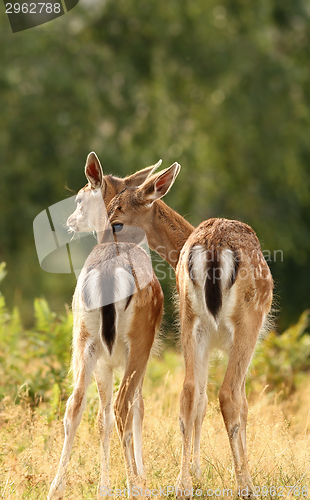 Image of deer brothers