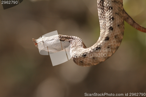 Image of female european sand viper