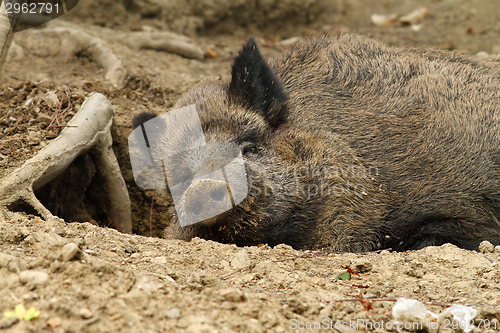 Image of wild boar at the zoo