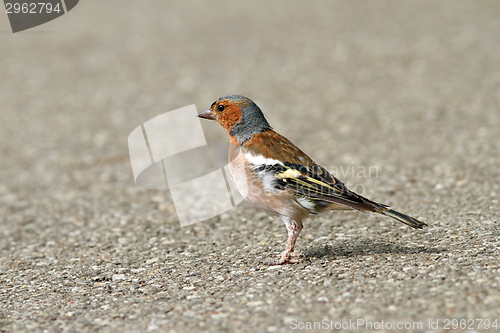 Image of male common chaffinch on alley