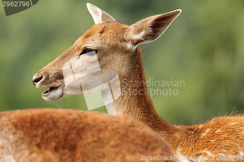 Image of profile of a fallow deer doe