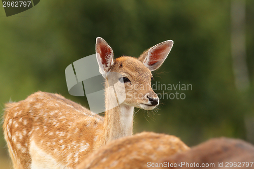 Image of dama calf on green background