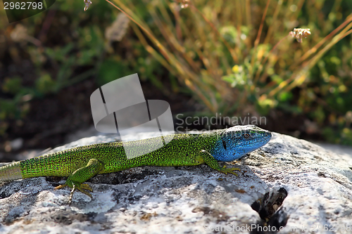 Image of lacerta viridis, male