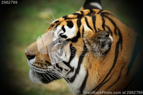 Image of beautiful tiger head