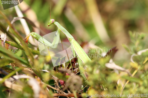 Image of closeup of Mantis religiosa