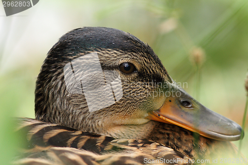 Image of closeup portrait of a mallard duck