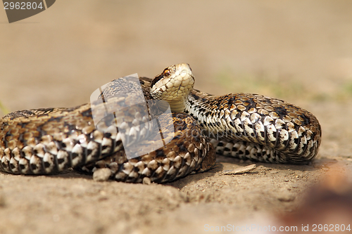 Image of venomous snake ready to attack