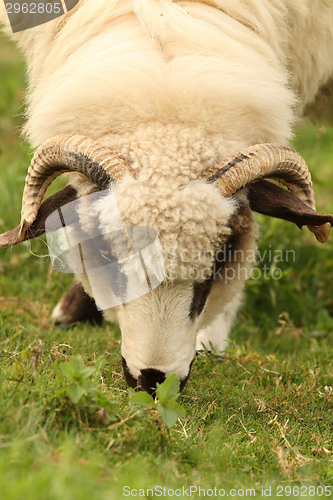 Image of white sheep grazing