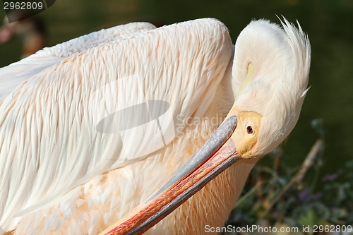 Image of great pelican preening