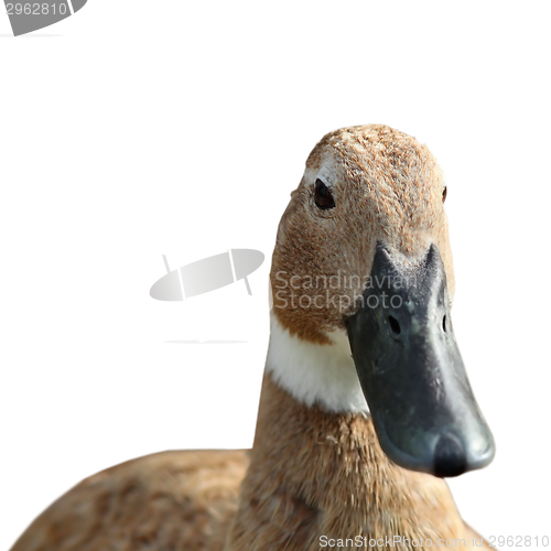 Image of duck portrait over white background