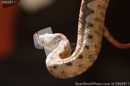 Image of beautiful horned viper 