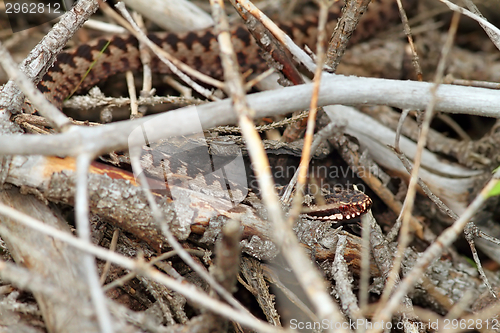 Image of camouflage in nature