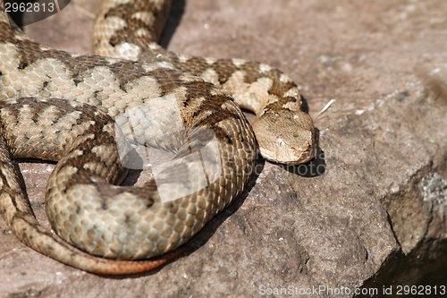 Image of big ammodytes female