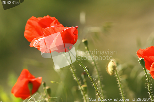 Image of close up of red poppies