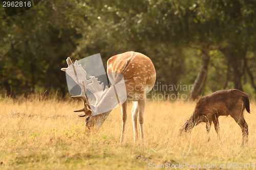 Image of fallow deer stag  grazing 