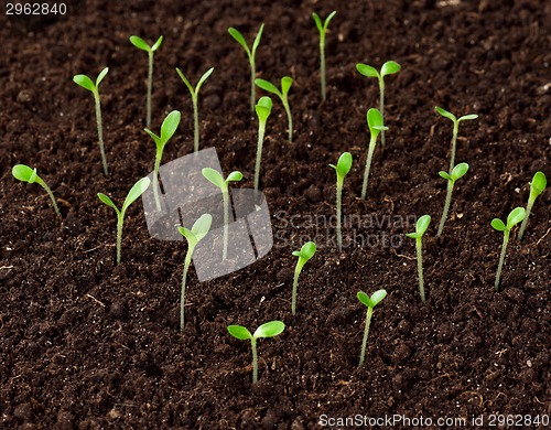 Image of Green seedling